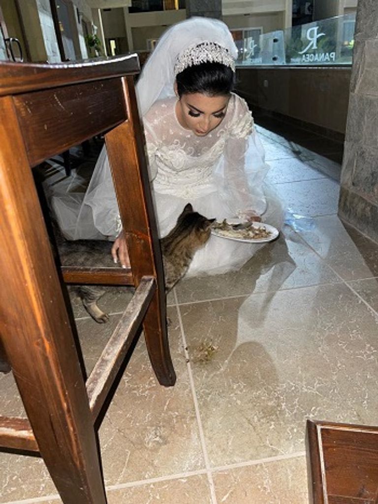 العروس لحظة إطعام القطة