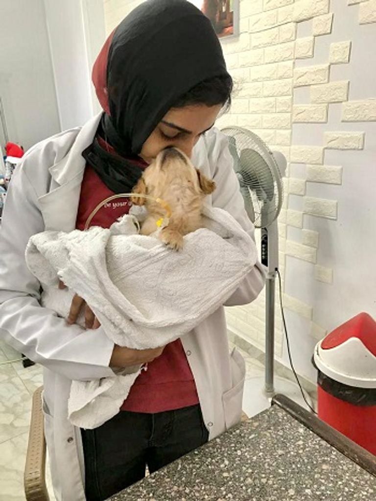 العروس لحظة إطعام القطة