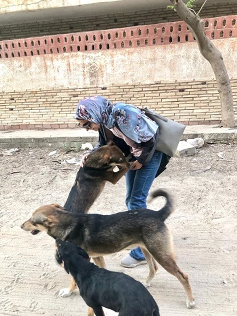 العروس لحظة إطعام القطة