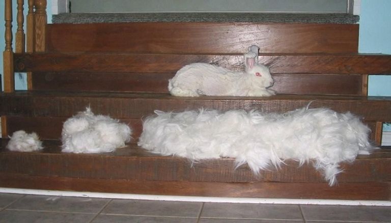 أرانب الأنغورا يتميز بصوفه الناعم