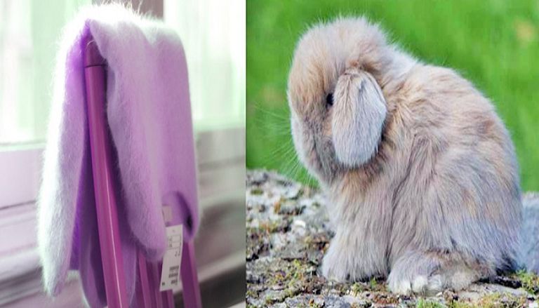 أرانب الأنغورا يتميز بصوفه الناعم