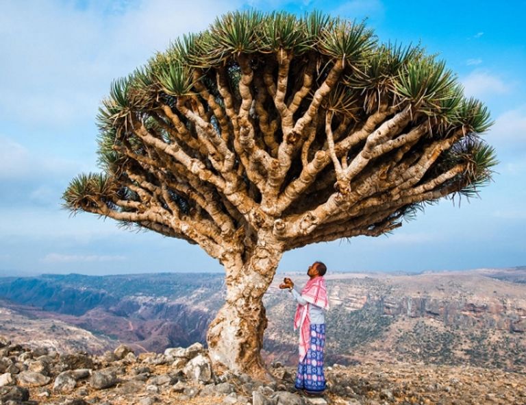 تتميز هذه المجموعة من النباتات بعدم وجود خشب حقيقي