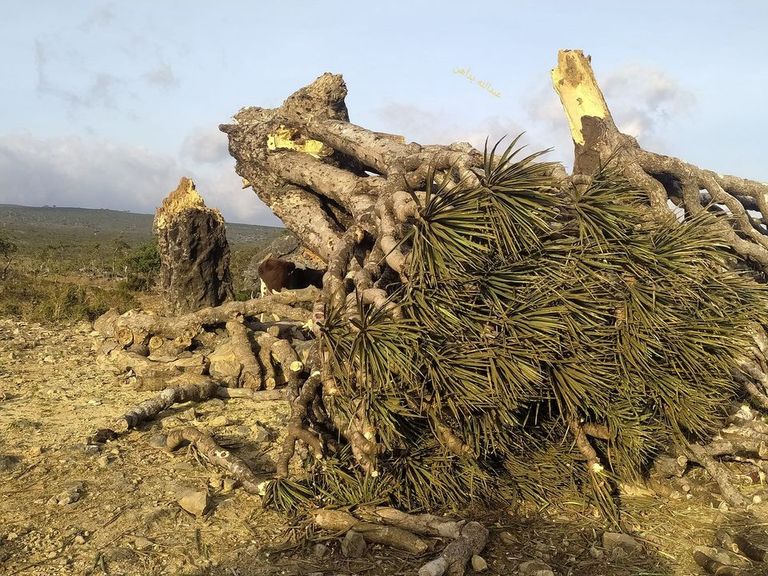 تتميز هذه المجموعة من النباتات بعدم وجود خشب حقيقي