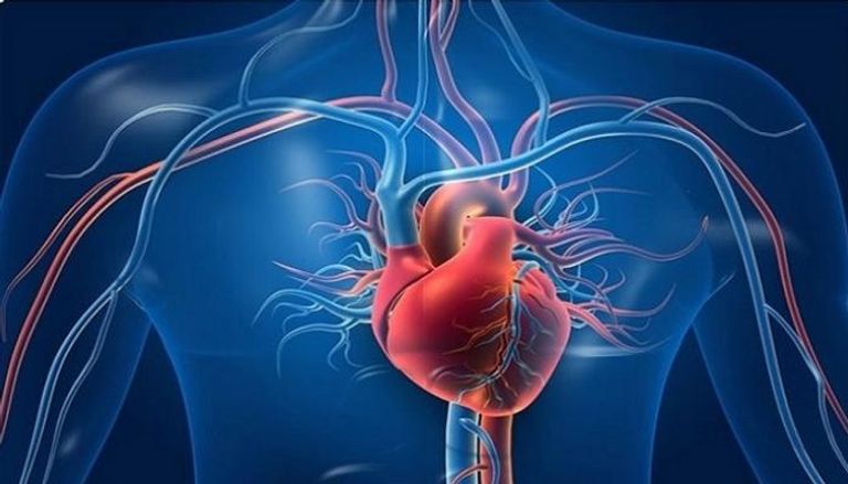 نقص الحديد يؤثر على أداء القلب