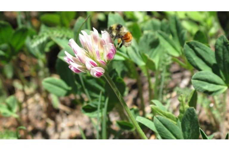 أفعى كريتس القاتلة