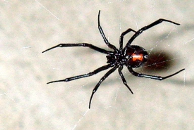 صورة نشرتها دورية 