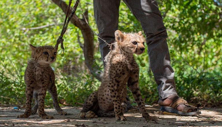 شبل فهد في مزرعة خاصة بمنطقة أرض الصومال- (رويترز)