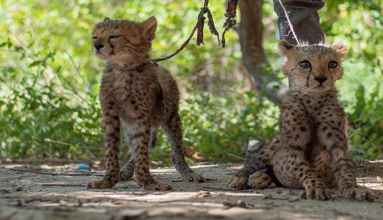 شبل فهد في مزرعة خاصة بمنطقة أرض الصومال- (رويترز)