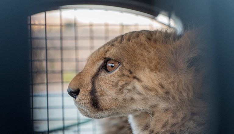 شبل فهد في مزرعة خاصة بمنطقة أرض الصومال- (رويترز)
