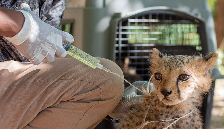 شبل فهد في مزرعة خاصة بمنطقة أرض الصومال- (رويترز)