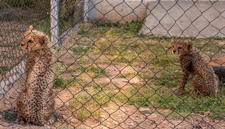 شبل فهد في مزرعة خاصة بمنطقة أرض الصومال- (رويترز)