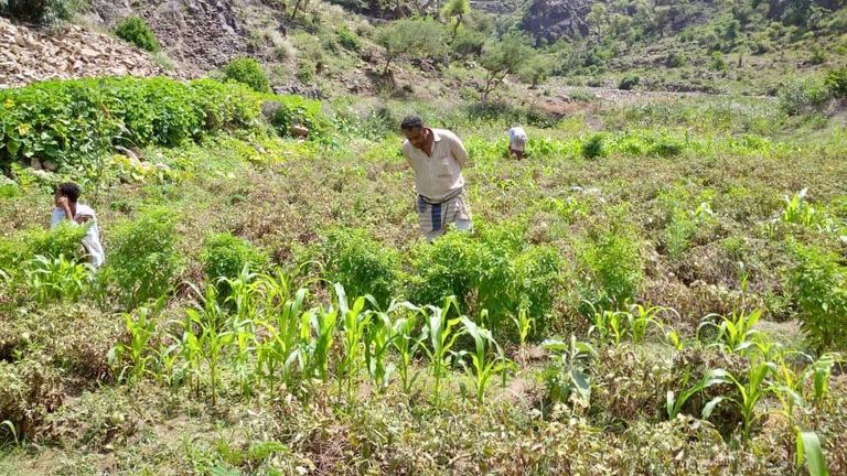 مزارع يمني - أرشيفية