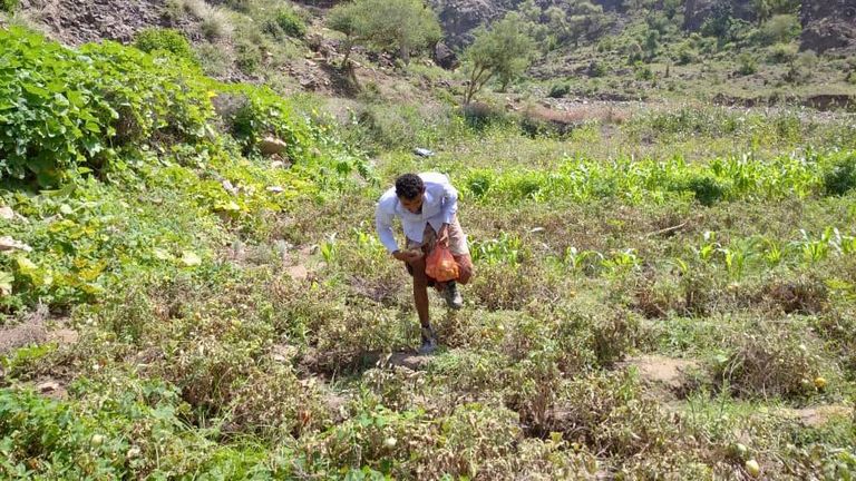 مزارع يمني - أرشيفية