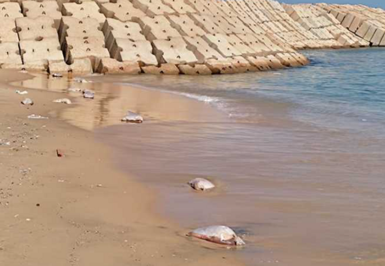 اللحوم على شاطئ بالإسكندرية