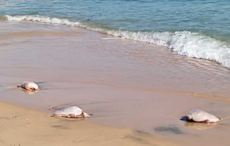 اللحوم على شاطئ بالإسكندرية