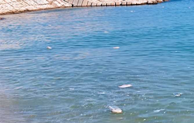 اللحوم على شاطئ بالإسكندرية