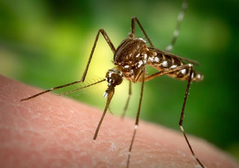 أول لقاح لعلاج الملاريا