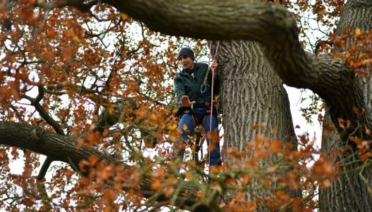 فيليبي سالباني يراقب النحل في جذع شجرة في غابةأوكسفوردشاير
