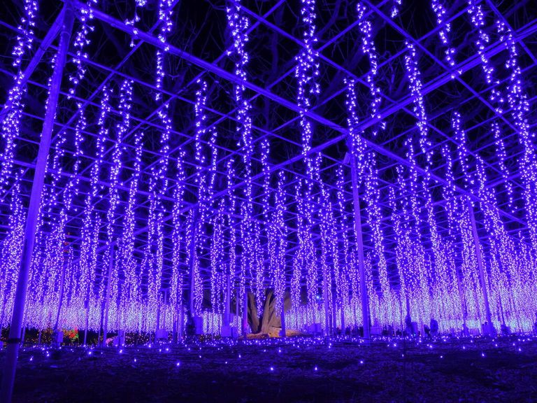 معرض الأضواء Flower Fantasy Illumination التابع لحديقة Ashikaga معرض أضواء  Nabana no Sato Illumination