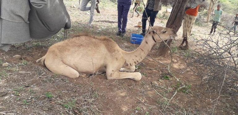 الجفاف طال مناطق واسعة في الإقليم