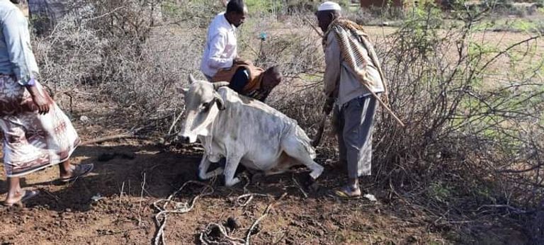 الجفاف طال مناطق واسعة في الإقليم