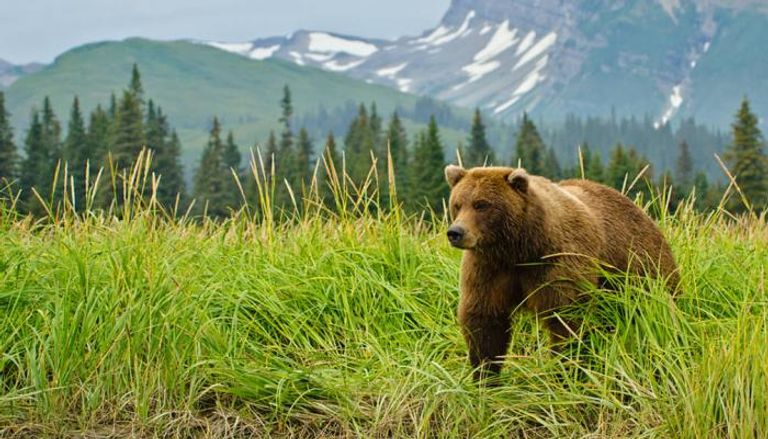 الدببة البرية بألاسكا