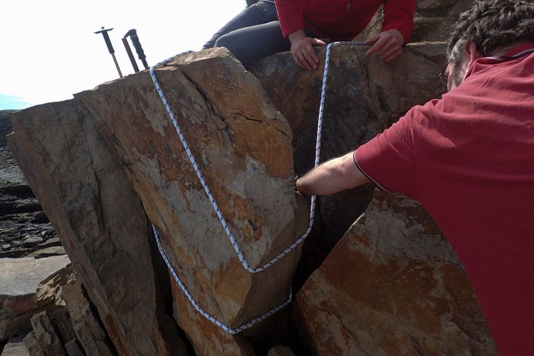 دودة ( آرثروبليورا) المتحجرة