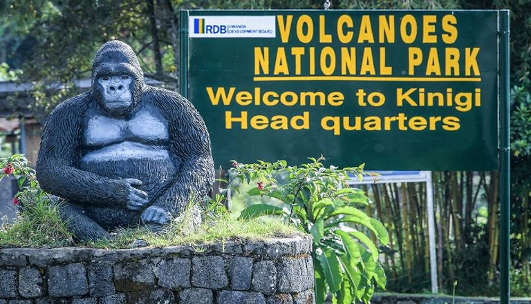 غوريلا جبلية بمحمية البراكين في رواندا