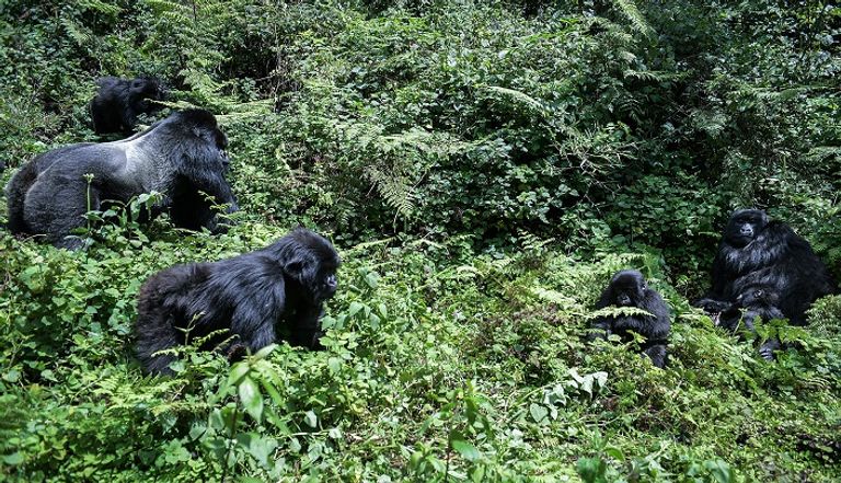 غوريلا جبلية بمحمية البراكين في رواندا