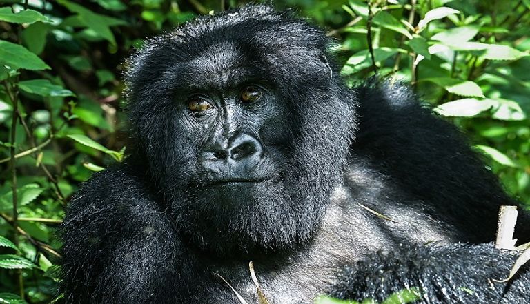 غوريلا جبلية بمحمية البراكين في رواندا