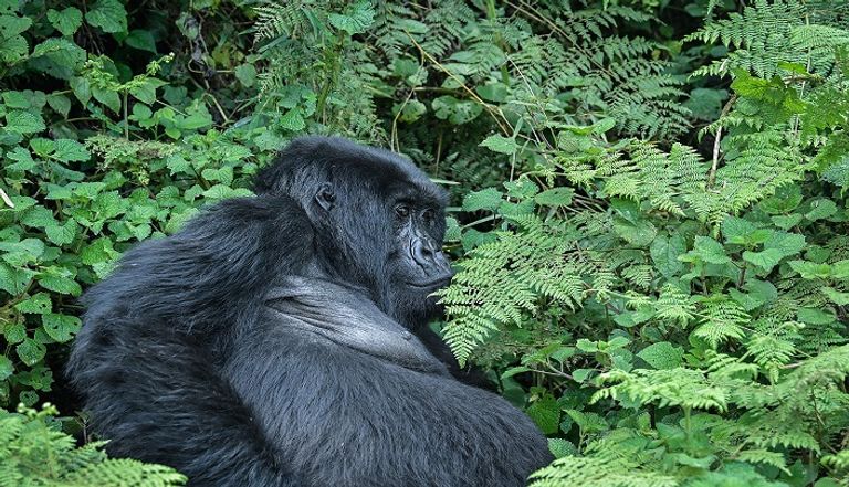 غوريلا جبلية بمحمية البراكين في رواندا