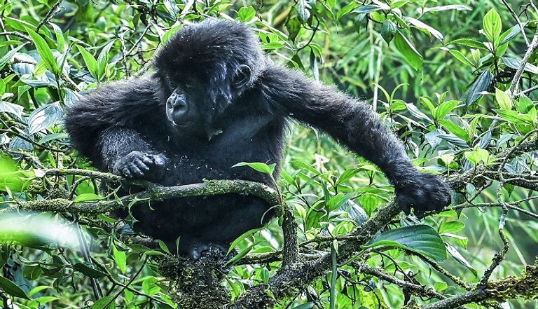 غوريلا جبلية بمحمية البراكين في رواندا
