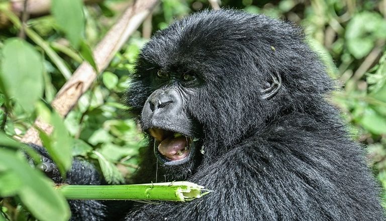 غوريلا جبلية بمحمية البراكين في رواندا