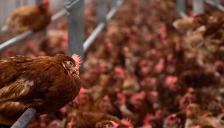 إنفلونزا الطيور مرض معد بشكل كبير ويصيب الدجاج أساسا