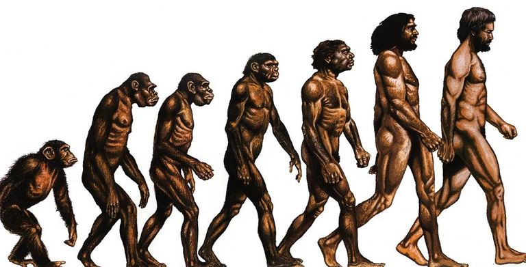 من أشهر الشائعات أن الإنسان أصله قرد