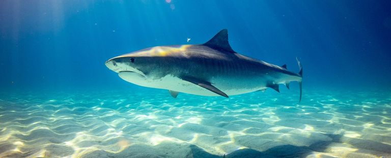 من أشهر الشائعات أن الإنسان أصله قرد