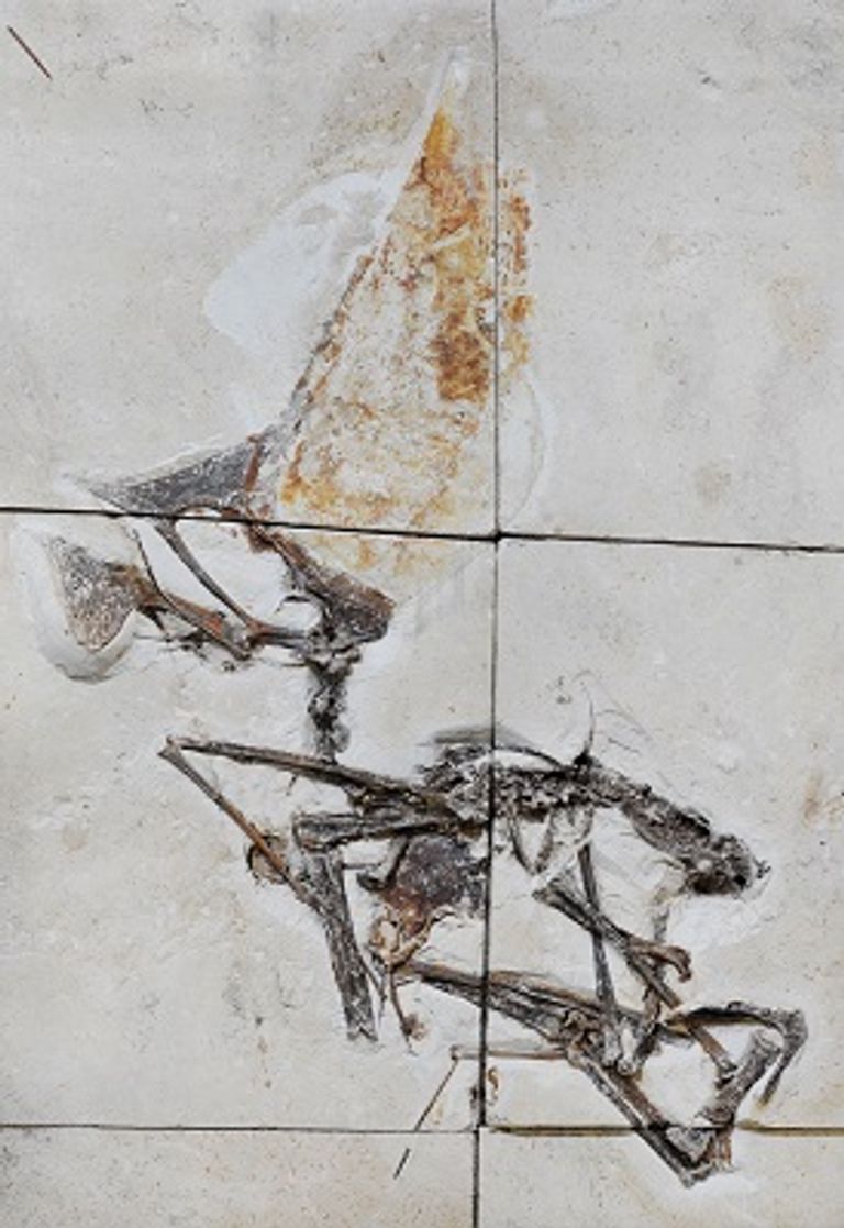 شهد عام 2021 اكتشافات في مجالات العلم المختلفة