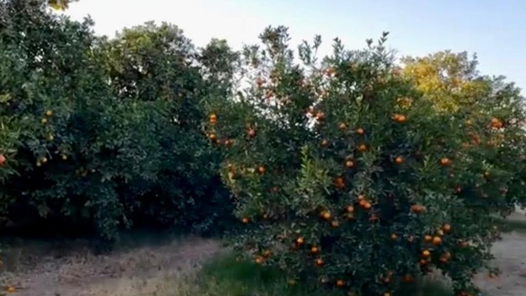 محصول البرتقال في مأرب يواجه أزمة كبيرة