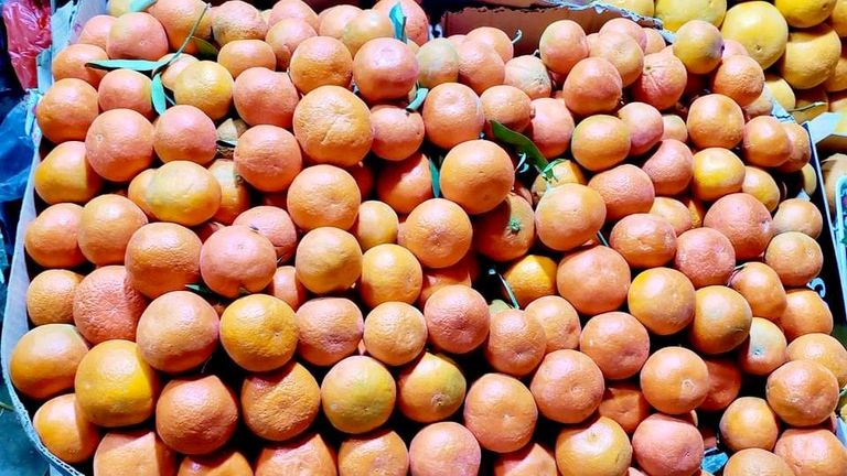 محصول البرتقال في مأرب يواجه أزمة كبيرة