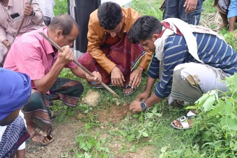 حملة مكافحة النباتات الدخيلة في جزيرة سقطرى