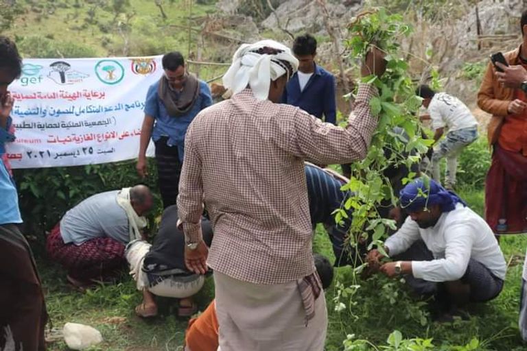 حملة مكافحة النباتات الدخيلة في جزيرة سقطرى
