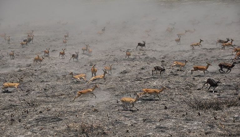 محمية جامبيلا الطبيعية غرب إثيوبيا 