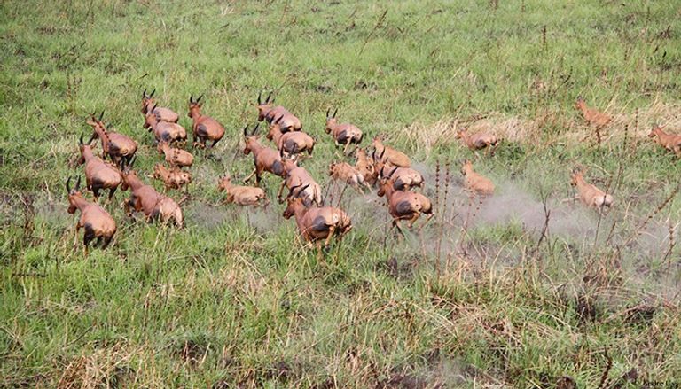 محمية جامبيلا الطبيعية غرب إثيوبيا 