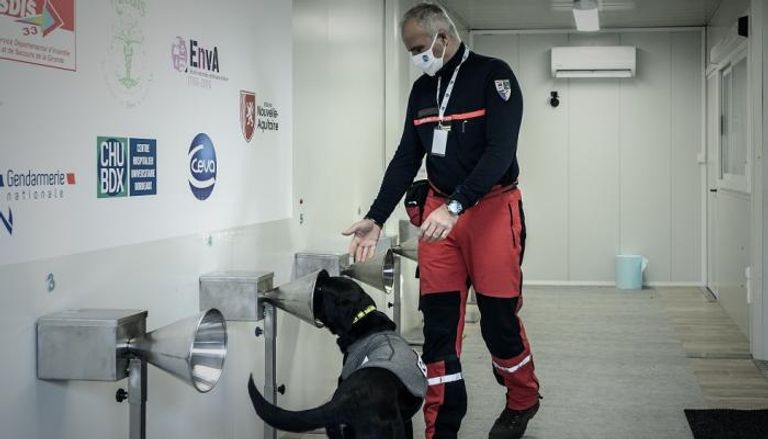 كلب يخضع للتدريب على رصد عينات لمصابين بكوفيد-19 في مركز استشفائي بفرنسا