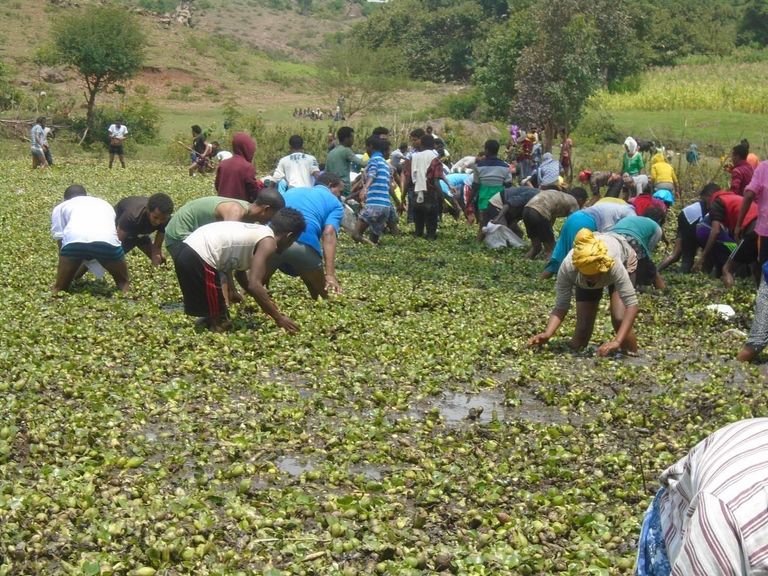 جانب من حملة إزالة ورد النيل