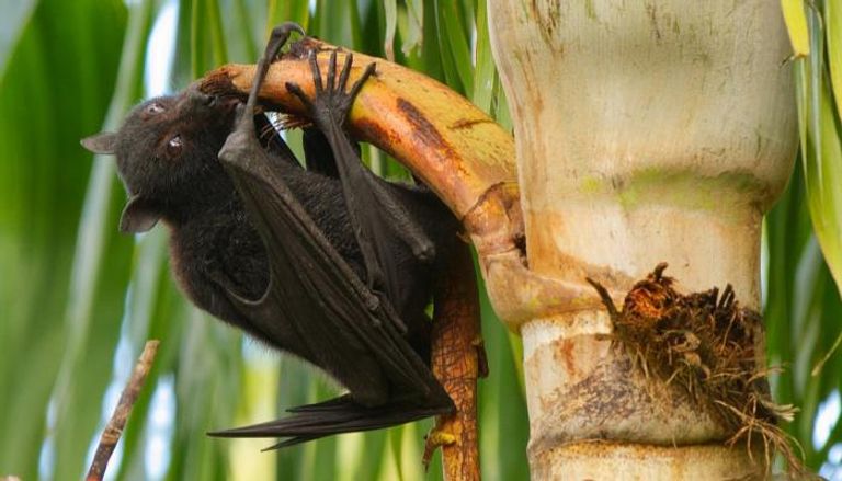 خفاش الفاكهة المضيف الطبيعي لفيروس نيباه