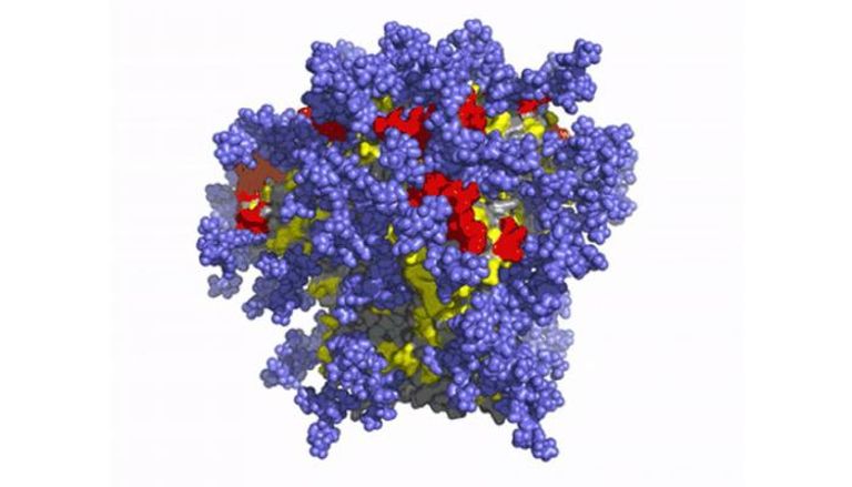 صورة للطبقة الخارجية لفيروس  الإيدز مغطاه بجزيئات سكر تمنع الاستجابة المناعية