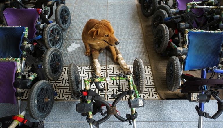 كلاب معاقة في مأوى بتايلاند 