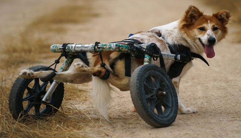 كلاب معاقة في مأوى بتايلاند 