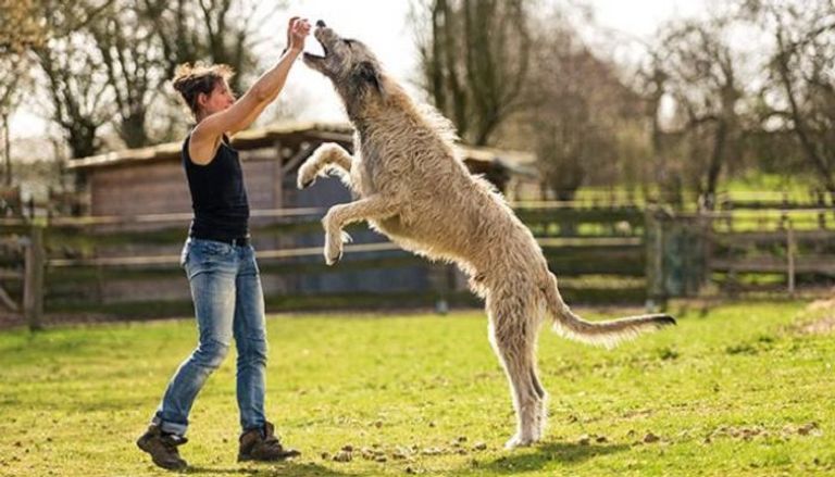سيدة تلعب مع كلبها الذي ينتمي إلى أطول سلالة في العالم